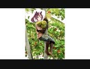 THE COCONUT SONG