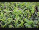 【Living with Tea! 新茶テイスティング ワークショップ】 スライドショー