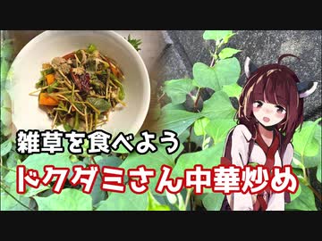 【思い切って野草を食べてみよう】#18 ドクダミさんで「四川風中華炒め」！