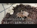 [シャム猫が好き]タランチュラ飼育日記その１９８[黒い猫も好き]