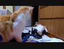 投稿した動画で今異常に伸びている動画について【猫の発情、避妊、去勢について考える】