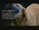 How to discipline your dog