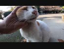 神社の野良猫様をひたすら撫でてみた