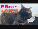 2021/05/30放送【58日目 北海道 道の駅しらぬか恋問 休憩からのあずにゃんぽ（猫散歩）】北海道全市町村制覇するまで帰れまてん！　猫と車中泊の旅　日本縦断【旅猫あずき～保護猫から旅猫へ～】