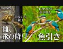 0524B【カルガモ親子が襲われ引越し失敗 雛鳥飛び降り】幼カワセミが魚の取り合い、捕食練習。キセキレイ子育て。カラスVSムクドリのモビング。イソヒヨドリ　#身近な生き物語　#カルガモ親子　#カワセミ