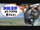 2021/05/30放送【58日目 北海道 釧路湿原 細岡展望台】北海道全市町村制覇するまで帰れまてん！　猫と車中泊の旅　日本縦断【旅猫あずき～保護猫から旅猫へ～】