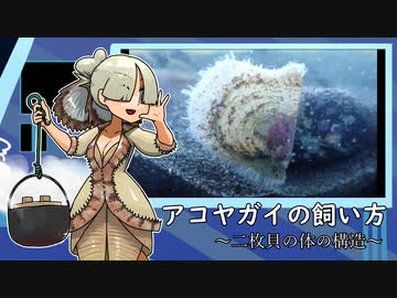 アコヤガイの飼い方