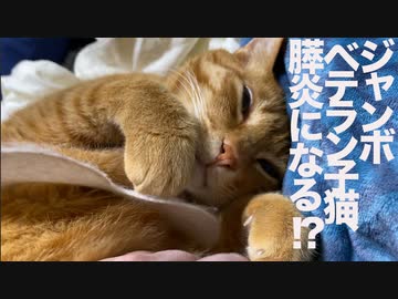 生後4週2879日のベテラン子猫、膵炎になる