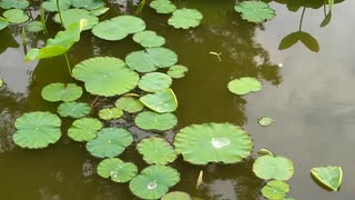 時雨 - 初音ミク