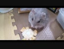 ハムスター飼いました。その118～2021年5月だよ!!体重測定だよ!!～