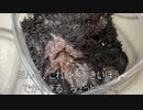 [そろそろ200日目]タランチュラ飼育日記その１９９[特に何もないけど]
