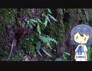 【CeVIO写真】写真を一枚＿10枚目【地味なシダ】