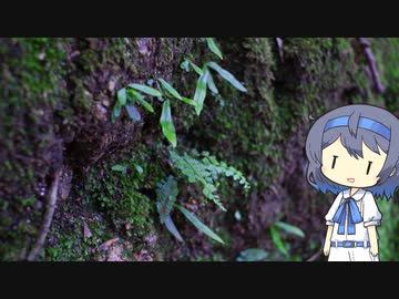 【CeVIO写真】写真を一枚＿10枚目【地味なシダ】
