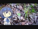 【CeVIO写真】写真を一枚＿11枚目【小さな発見】