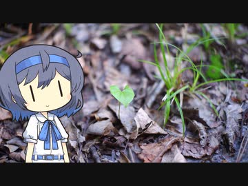 【CeVIO写真】写真を一枚＿11枚目【小さな発見】