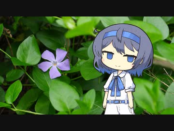 【CeVIO写真】写真を一枚＿14枚目【姫蔓日々草と不死】