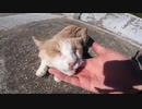 顔見たらモフられに来る野良猫、最後に激オコ猫パンチ！！