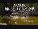 0525B【カルガモ親子 子を守る母】置き去り、無謀な引越し悲劇。カラス親子喧嘩。ツミ？の卵の悲劇。カワセミ幼鳥。バンの巣。新しいカルガモ親子が引越してきた　#身近な生き物語　#カルガモ親子　#カラス