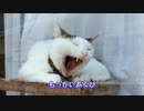ひとくちねこ動画　窓越しにごねごねする三毛猫