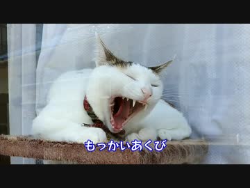 ひとくちねこ動画　窓越しにごねごねする三毛猫