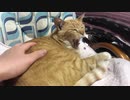 甘噛みする虎猫