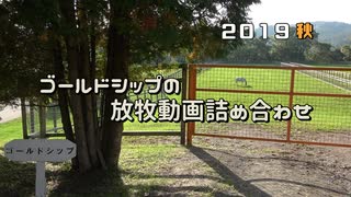 ゴールドシップの放牧動画詰め合わせ 2019秋