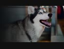 What are the best toys for your dog in 2020