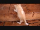 (童吉花) 妈，我上不去啦! (Mom, I can't make it!)