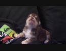 Belka(Alaskan Malamute_Siberian Husky),our 20 day old pup howling