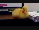 Baby Duck Can't Stay Awake