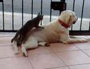 CAT MAKING MASSAGE TO DOG