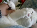 chupa chups cat