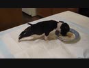 Dog Flip