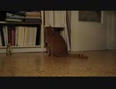 Snooky and the Metronome