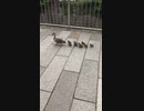 鴨ンベイビー達の試練