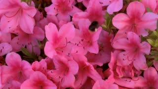 サツキの花の蜜を集めるミツバチ