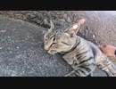 猫島で人懐っこいサバトラ猫の喉をこちょこちょしたり腰トントンしたり楽しい時間を過ごした