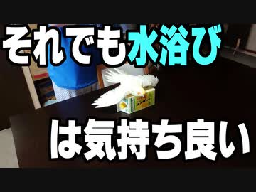 25歳インコの水浴びは命懸け！？