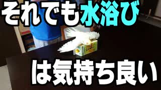 25歳インコの水浴びは命懸け！？