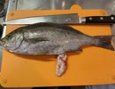 今が旬の魚「イサキ」を料理初心者が捌いてみた