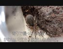 [引っ越しするぞぉ]タランチュラ飼育日記その２０１[新しいケースだぞぉ]