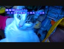 今月の体重測定【蒼民家の猫々】