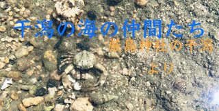 宮島大鳥居の内側　干潟の生き物観察２　可愛い海の生き物達を観察だけです＾＾