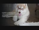 Things to know before buying a puppy