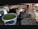 野良猫は雨の日に人間を警戒するって本当？【子猫と別れた母猫の様子 前編】