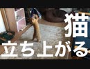 1人で遊んでるとときどき立ち上がってる猫