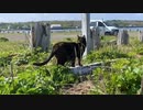 2021/06/01放送【60日目 北海道 根室市 春国岱原生野鳥公園 あずにゃんぽ（猫散歩）】北海道全市町村制覇するまで帰れまてん！　猫と車中泊の旅　日本縦断【旅猫あずき～保護猫から旅猫へ～】