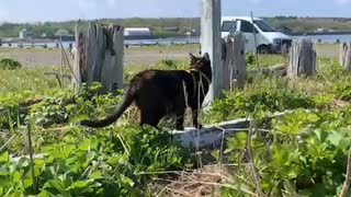 2021/06/01放送【60日目 北海道 根室市 春国岱原生野鳥公園 あずにゃんぽ（猫散歩）】北海道全市町村制覇するまで帰れまてん！　猫と車中泊の旅　日本縦断【旅猫あずき～保護猫から旅猫へ～】