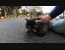 野良猫が私の顔を見ると猛ダッシュしてきて甘えてくる