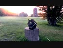 2021/06/01放送【60日目 北海道 根室市 夕方 あずにゃんぽ（猫散歩）】北海道全市町村制覇するまで帰れまてん！　猫と車中泊の旅　日本縦断【旅猫あずき～保護猫から旅猫へ～】